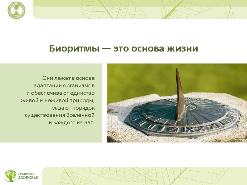 Биоритмы — это основа жизни Они лежат в основе адаптации организмов и обеспечивают единство